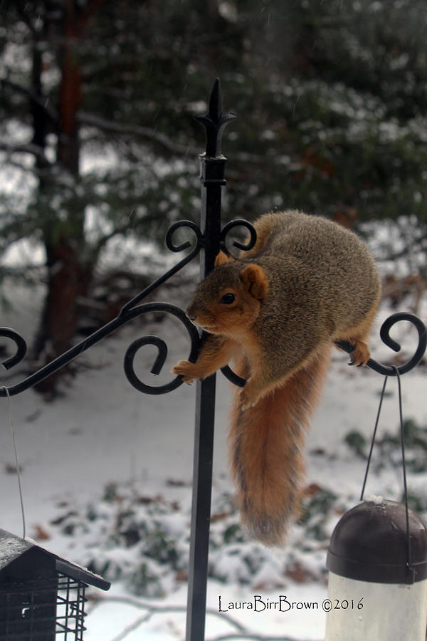 Squirrel Loosing Balance Photograph by Laura Birr Brown - Fine Art America