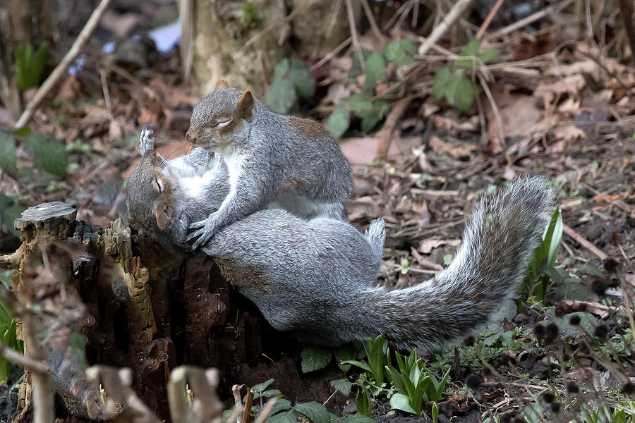 American Red Squirrels Having Sex In Yoho National Park