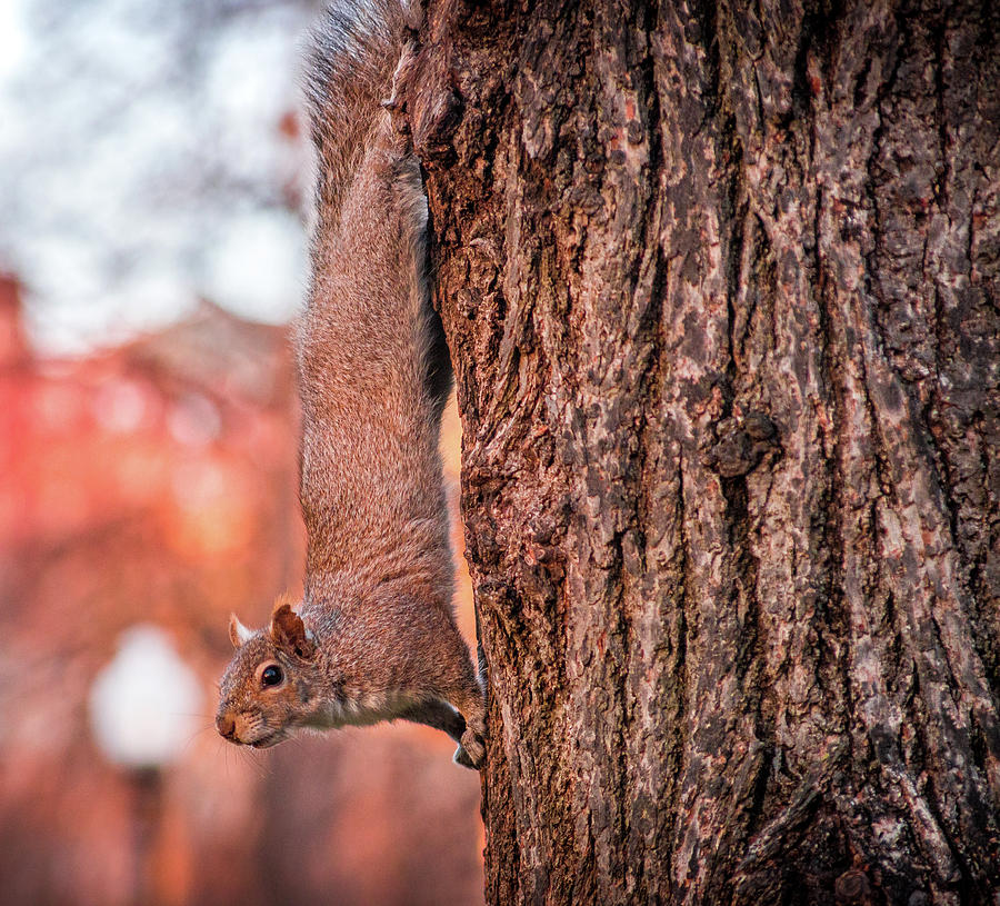 Squirrel Photograph by Matthew Nelson