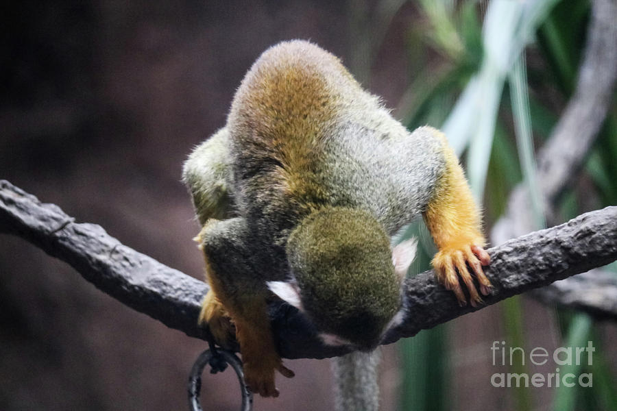 Squirrel Monkey At Play Photograph by Suzanne Luft