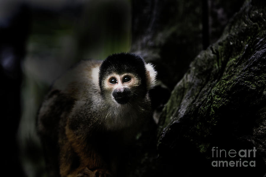 Squirrel monkey Photograph by Sheila Smart Fine Art Photography
