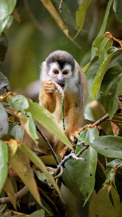 Squirrel Monkey Costa Rica Photograph by Joan Carroll