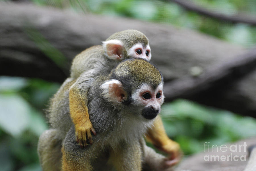 Squirrel Monkey Family with a Baby and Mom Photograph by DejaVu Designs