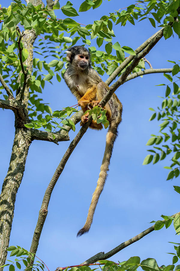 Squirrel Monkey in Tree Photograph by Arterra Picture Library