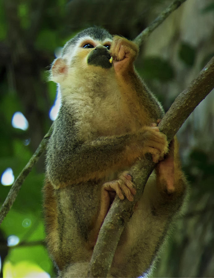 Squirrel Monkey Photograph by Jessica Levant