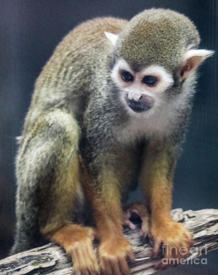 Squirrel Monkey Photograph by Suzanne Luft