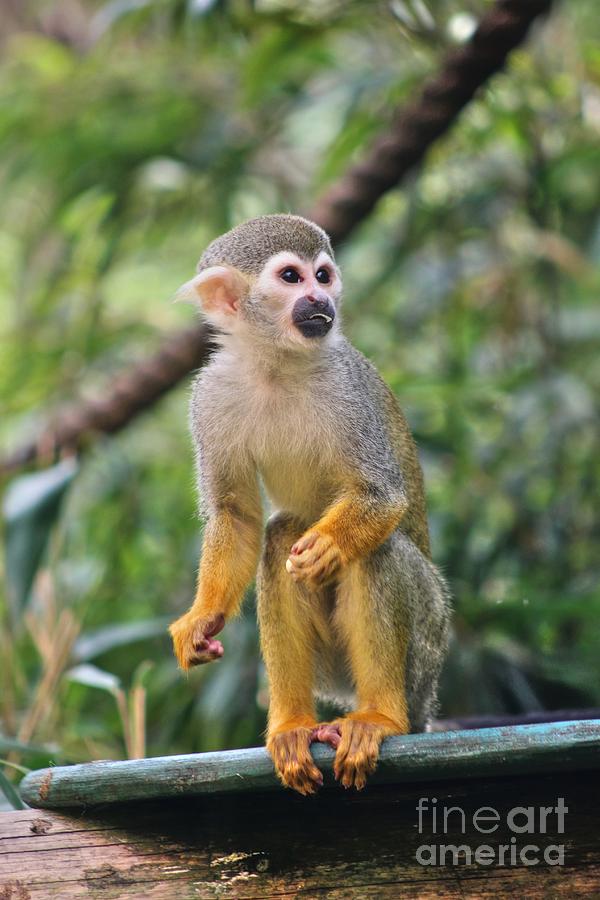 Squirrel Monkey Photograph by Vicki Spindler