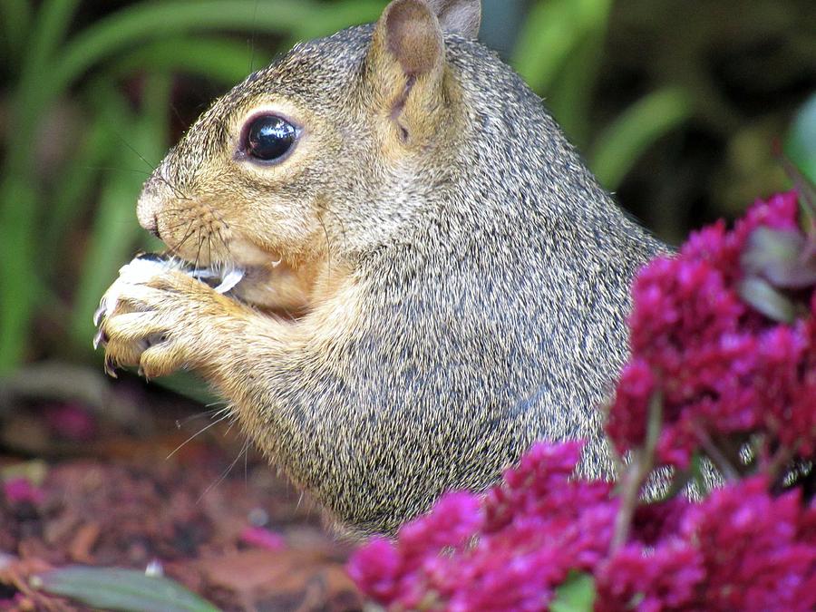 Squirrel - Morning Snack 01 Photograph by Pamela Critchlow