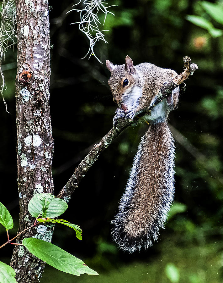Eastern Grey Squirrel Photograph - Squirrel Munchies by Norman Johnson Eastern Grey Squirrel Photograph - Squirrel Munchies by Norman Johnson
