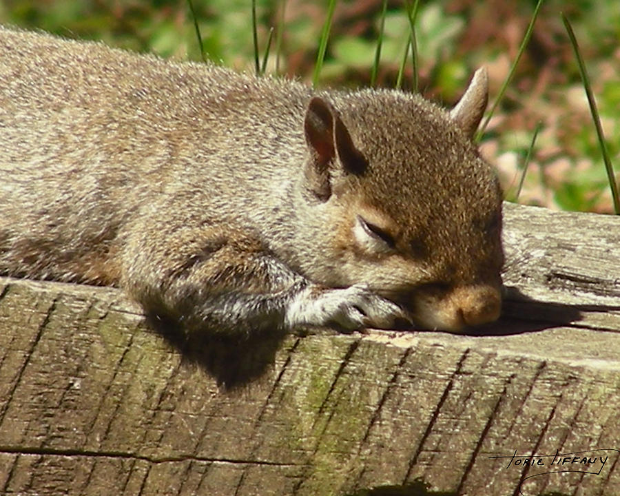 Squirrel Nap Photograph by Torie Tiffany