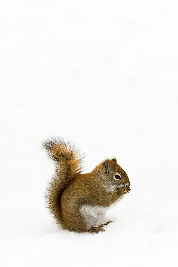Squirrel Photograph by Nebojsa Novakovic
