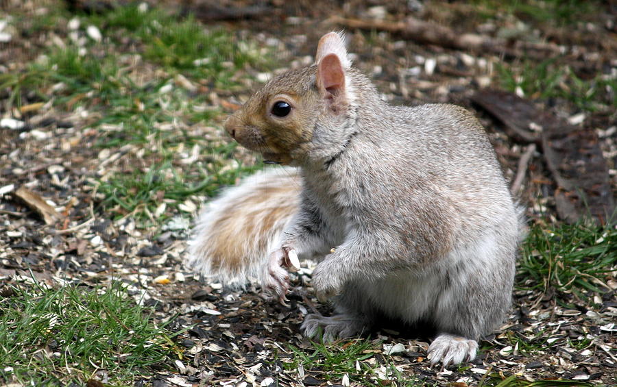 nutkin the squirrel