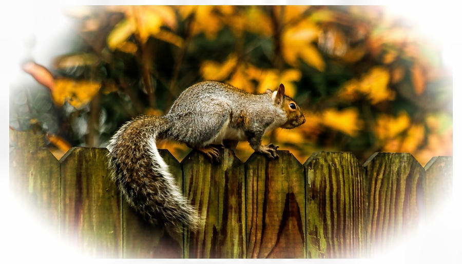 Squirrel Photograph by Ola Allen