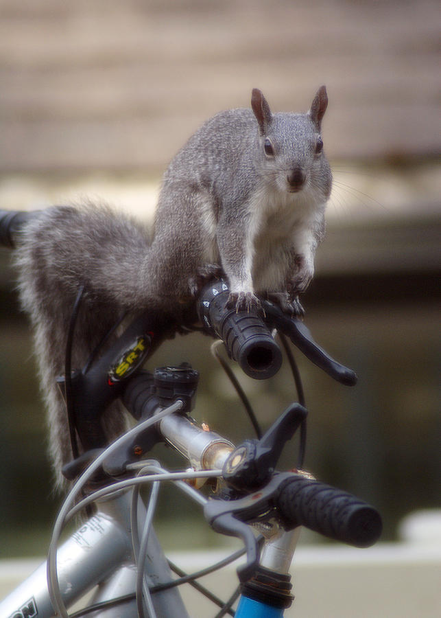 Squirrel on a Bike #1 Photograph by Ben Upham III