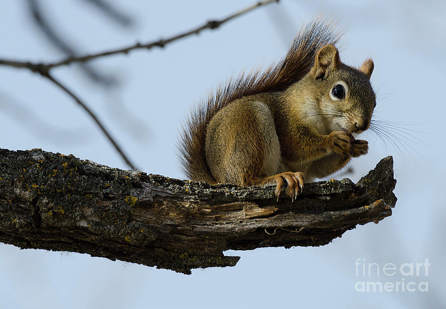 Squirrel On A Limb Photograph by Bob Christopher