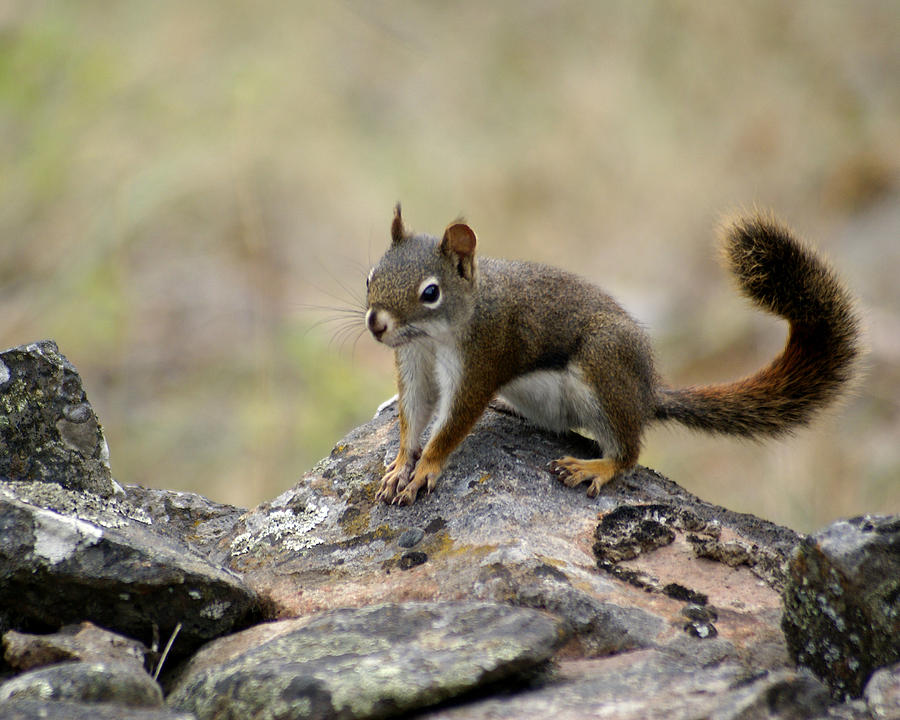 Squirrel on a Rock Photograph by Ben Upham III