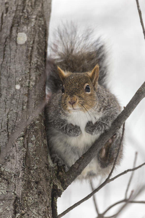 Squirrel on a tree Photograph by Josef Pittner