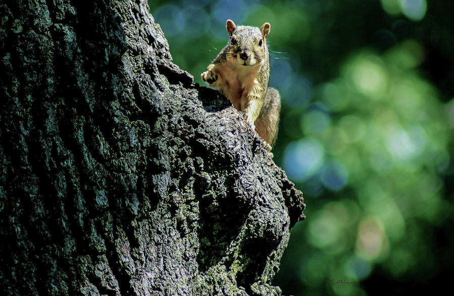 Squirrel on Alert Photograph by Susan Vineyard