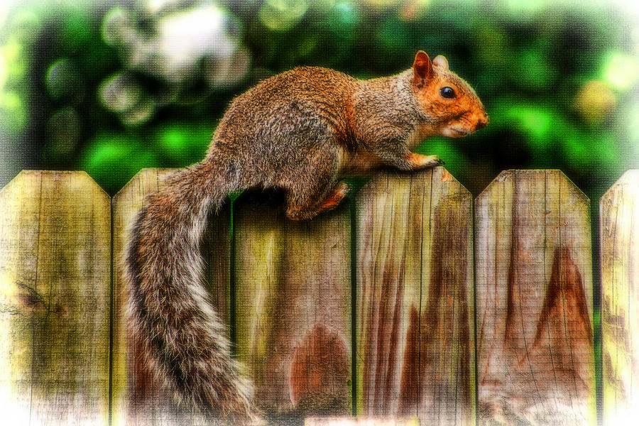 Squirrel on Fence Photograph by Ola Allen