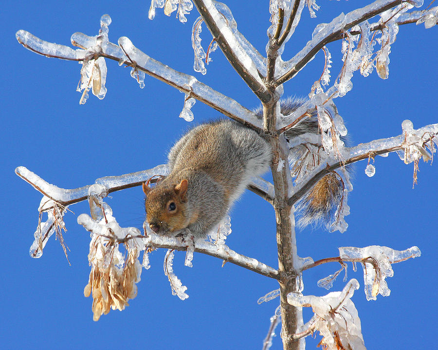 Squirrel on icy branches Photograph by Doris Potter