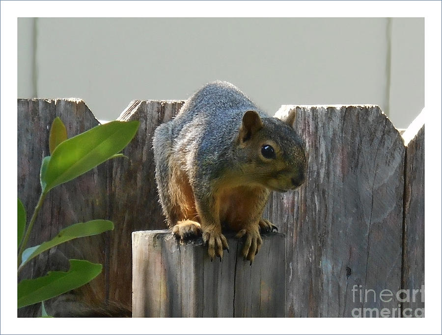 Squirrel on Post Photograph by Felipe Adan Lerma