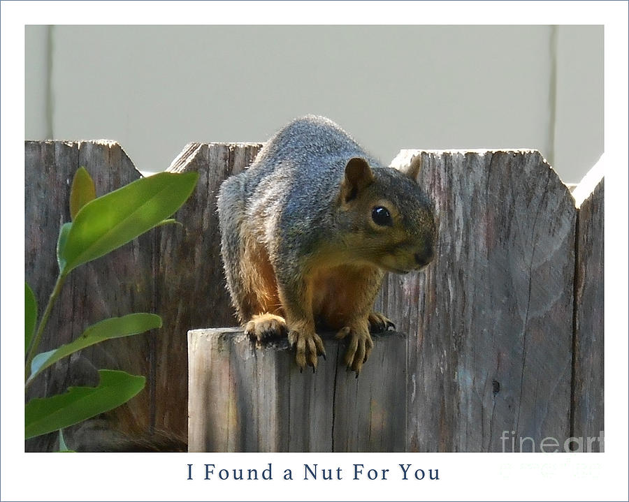 Squirrel on Post Poster Photograph by Felipe Adan Lerma