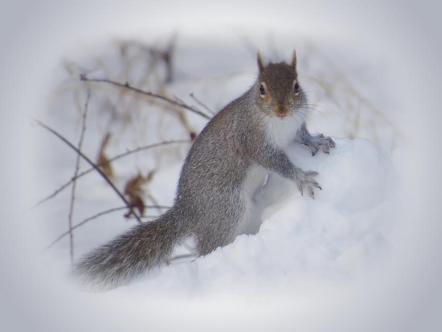 Squirrel on Snow Photograph by MTBobbins Photography