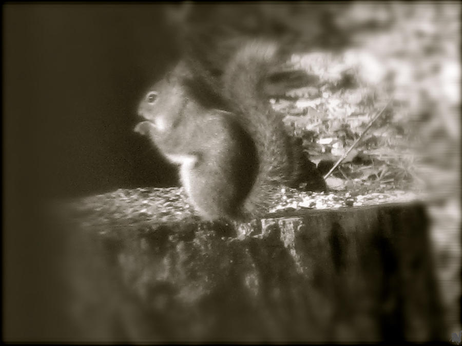 Squirrel On Stump Photograph by Debra     Vatalaro