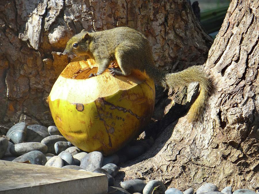 Unschooling Photograph - Squirrel on the coconut by Exploramum Exploramum Unschooling Photograph - Squirrel on the coconut by Exploramum Exploramum