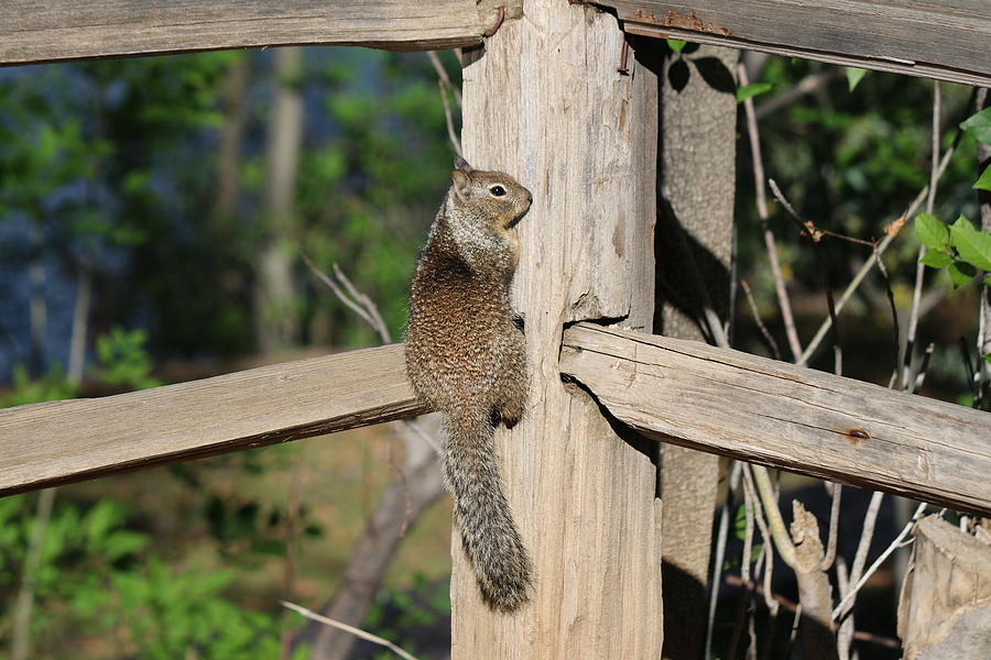 Squirrel on the Fence - 2 Photograph by Christy Pooschke