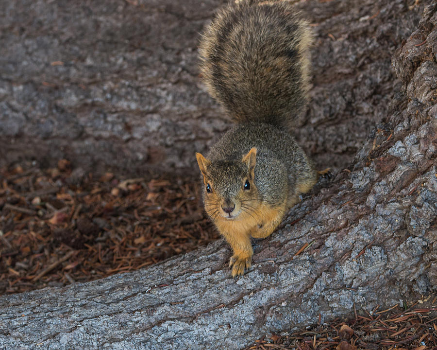 Squirrel On The Run Photograph by Yeates Photography