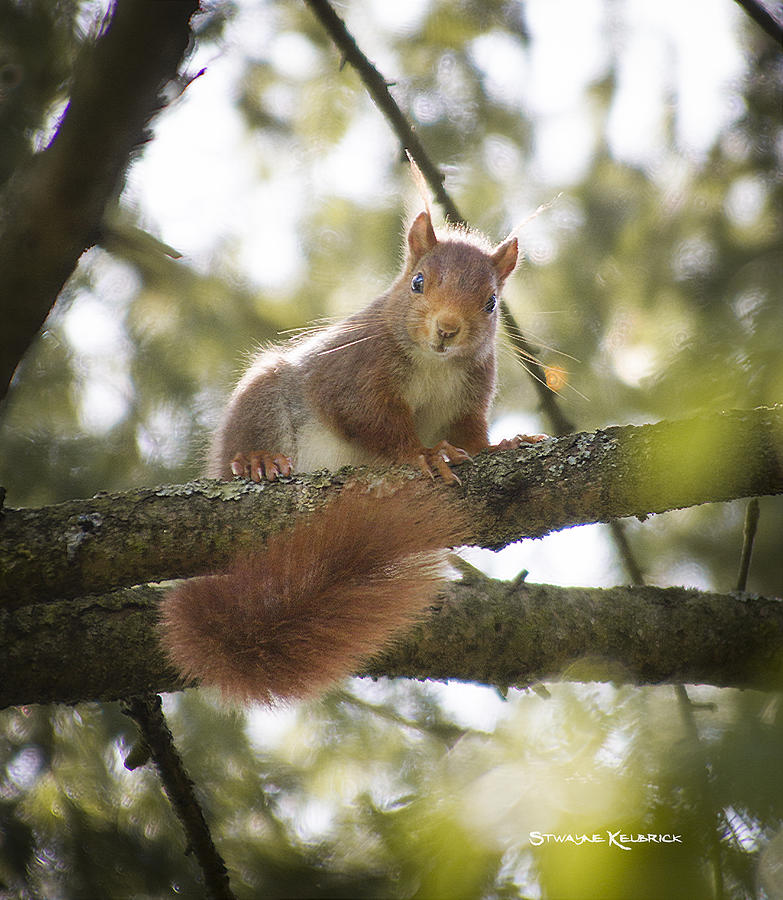 Wildlife Photograph - Squirrel on the spot by Stwayne Keubrick Wildlife Photograph - Squirrel on the spot by Stwayne Keubrick