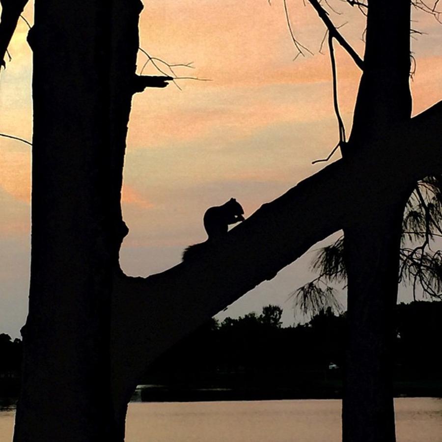 Squirrel Photograph - Squirrel On Tree At Sunset by Juan Silva