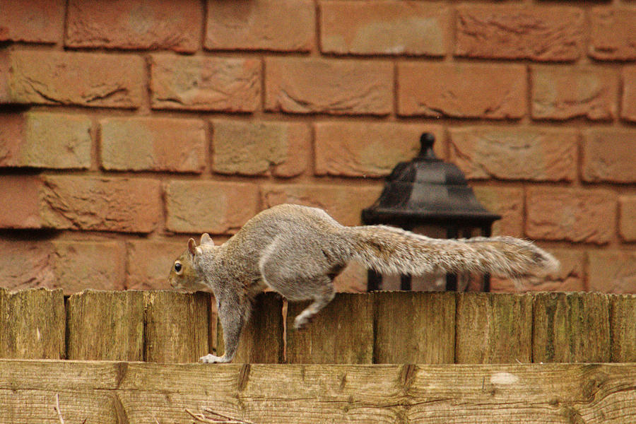 Squirrel Parkour Photograph by Adrian Wale