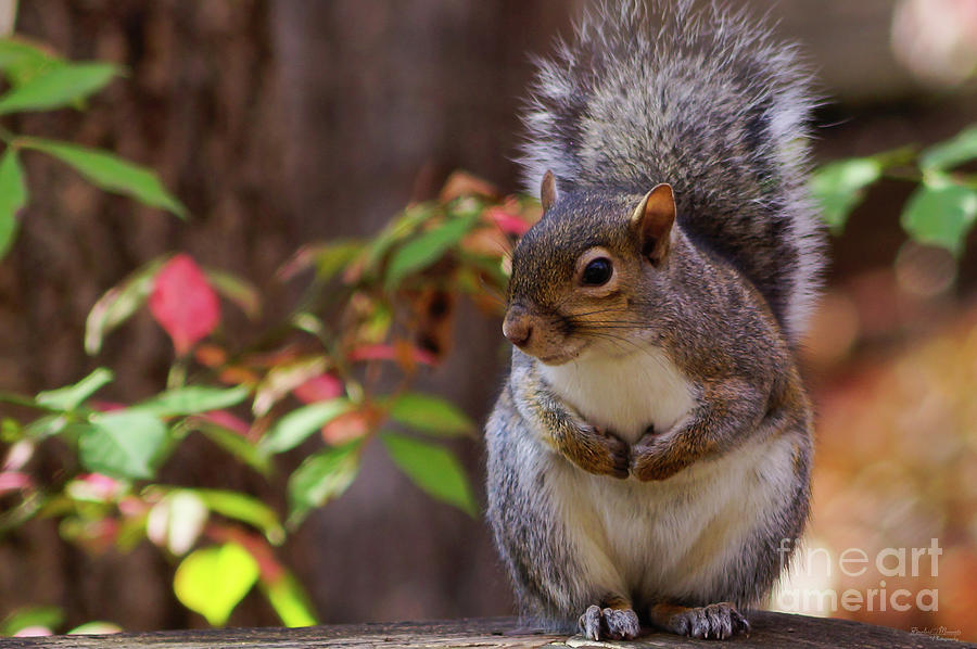 Squirrel Patiently Begs Photograph by Jennifer White