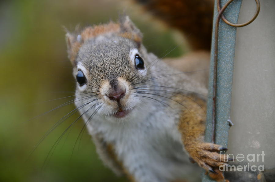Squirrel Peeking Photograph by Sandra Updyke