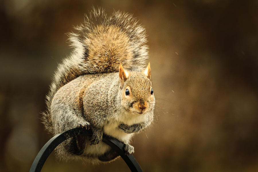 Squirrel Perch Photograph by Joni Eskridge