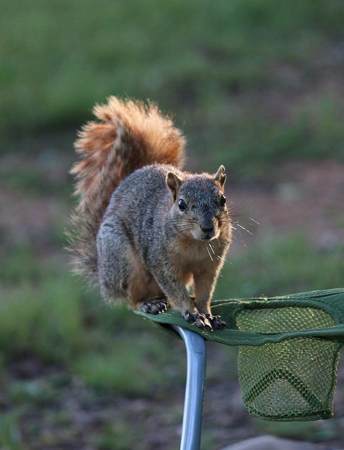 Squirrel Perched on Lawn Chair Photograph by Christy Pooschke