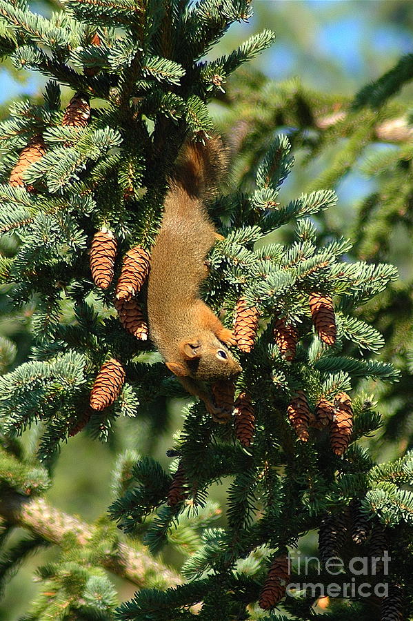 Squirrel picking Cones Photograph by Sandra Updyke