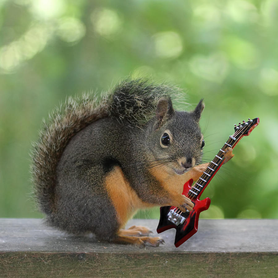 Squirrel Photograph - Squirrel Playing Electric Guitar by Peggy Collins