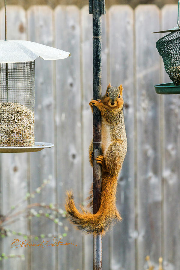 Squirrel Pole Dancer Photograph by Ed Peterson