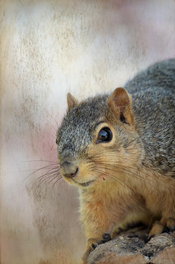 Squirrel Portrait 2 Photograph by Bonfire Photography
