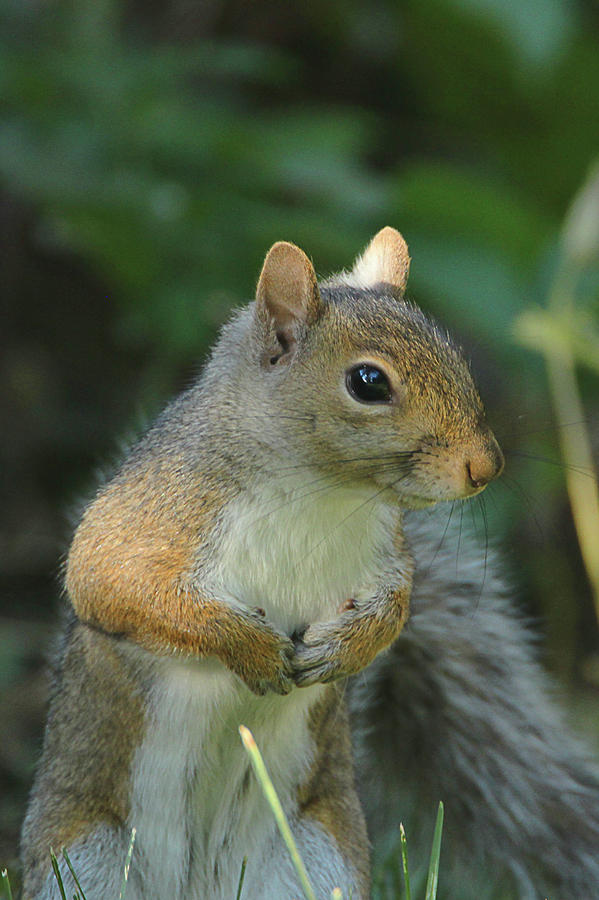 Squirrel Portrait Photograph by David Stasiak