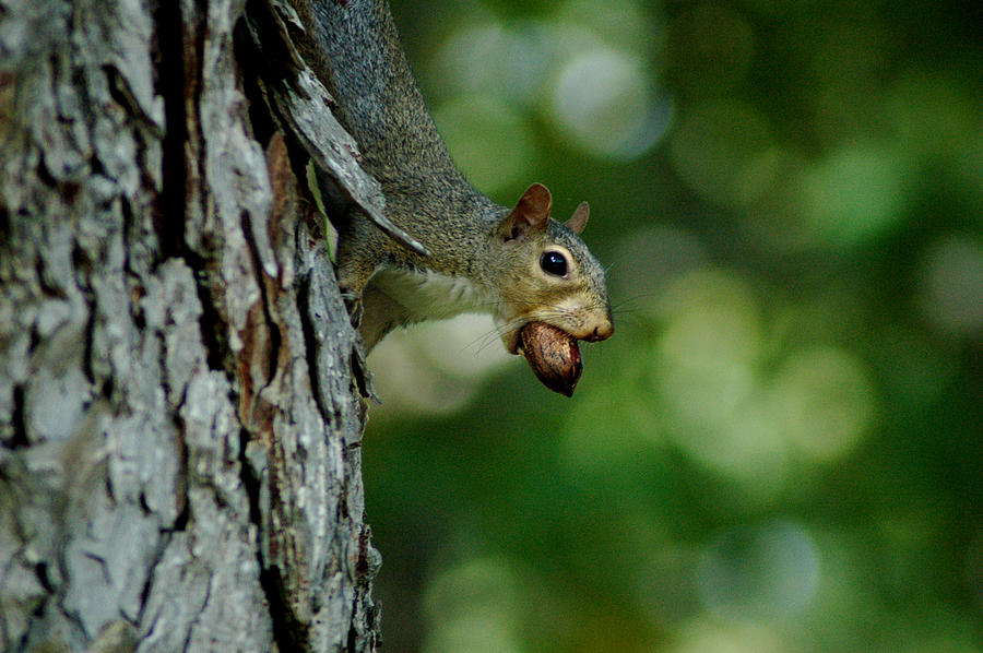 Squirrel Portrait Photograph by David Weeks