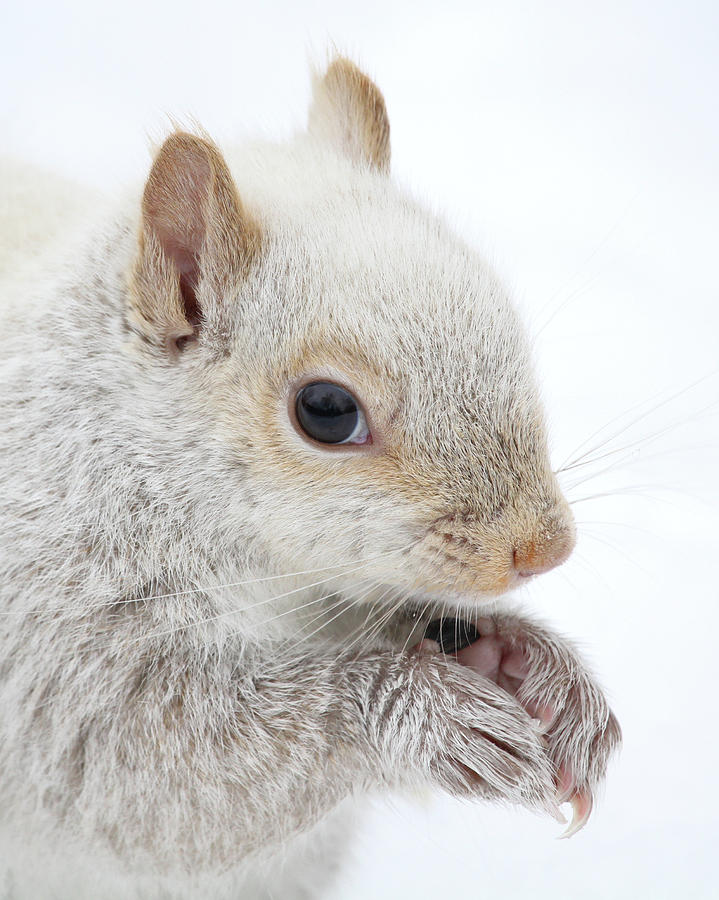 Squirrel Portrait Photograph by Doris Potter