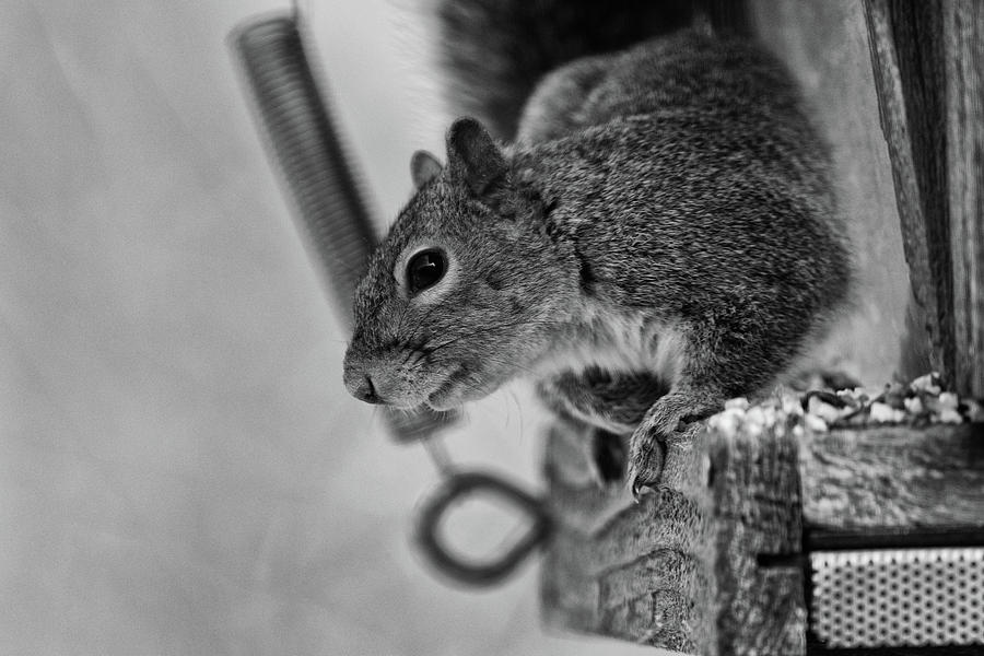Squirrel Portrait   Photograph by Joseph Caban