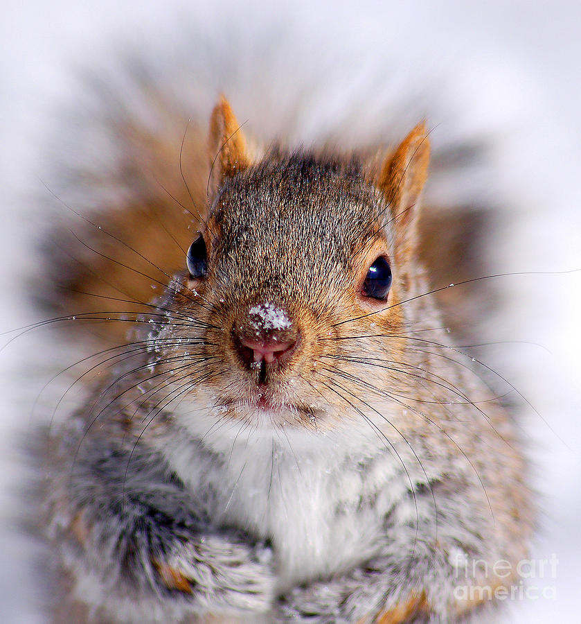 Fall Photograph - Squirrel portrait by Mircea Costina Photography