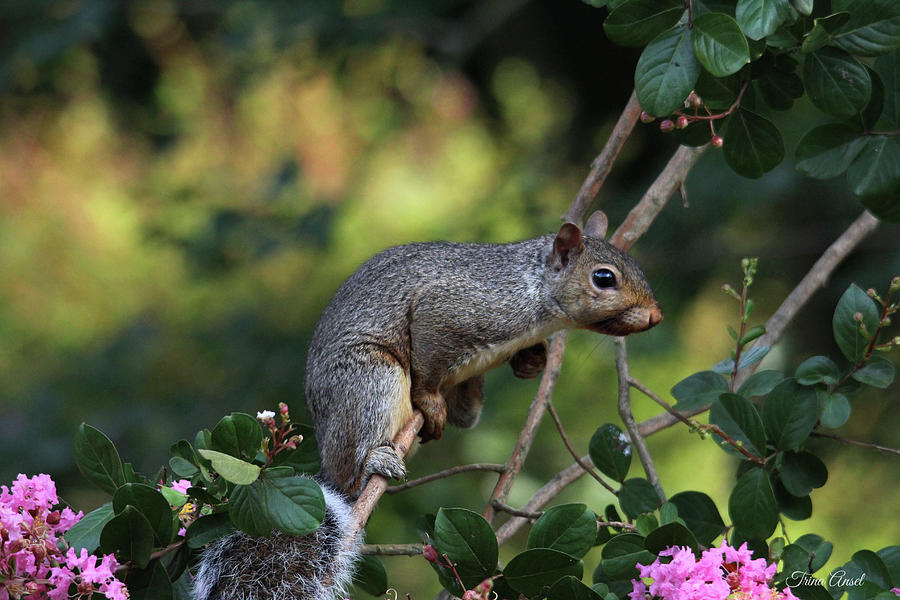 Squirrel Portrait Photograph by Trina Ansel