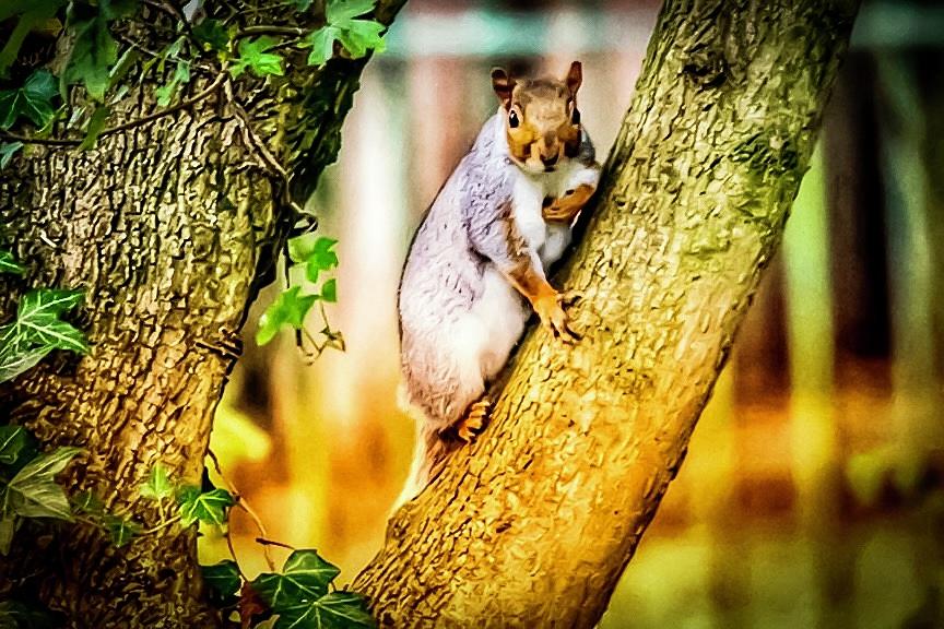 Squirrel pose by Cliff Norton Squirrel pose by Cliff Norton