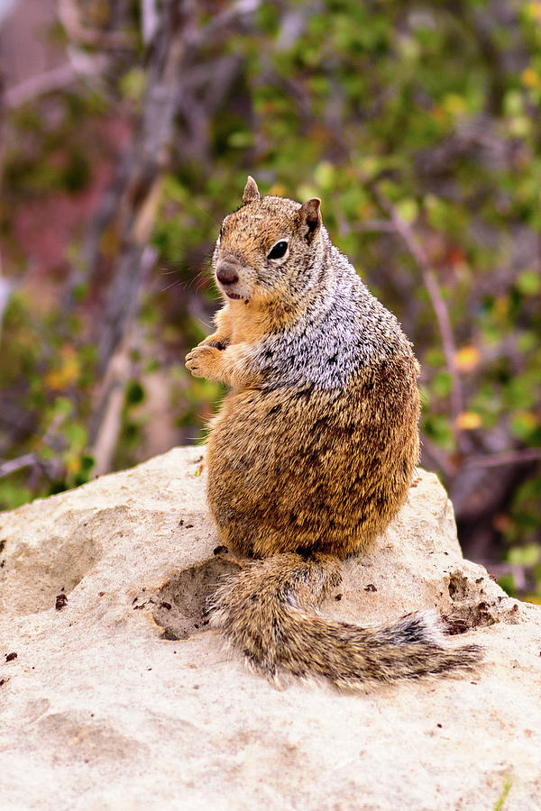 Squirrel Pose - Grand Canyon - Arizona Photograph by Jon Berghoff - Pixels